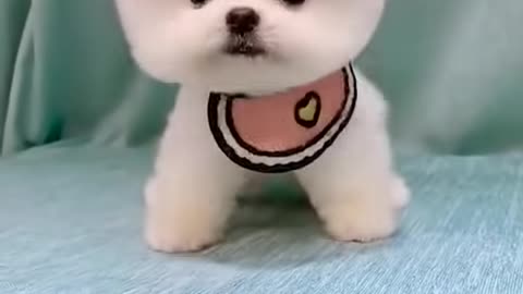 Cute Puppy!😍😍😍cute funny!!!