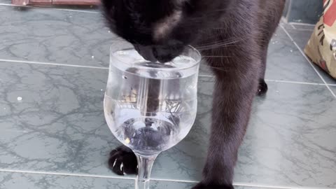 Black Cat Excitedly Dances For Water