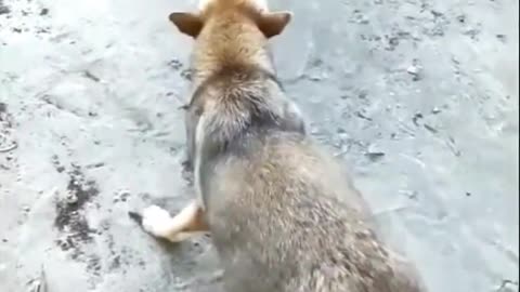 Chicken VS Dog Fight - Funny Dog Fight