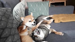 Shiba Inu chews on best friend's foot