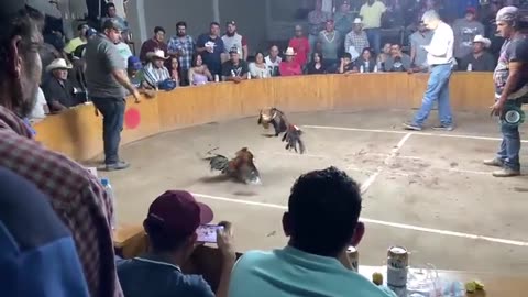 Video: Tiroteo en una riña de gallos deja tres muertos y cuatro heridos