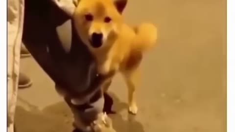 Funny Dog