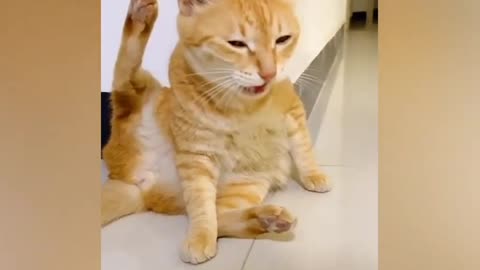 Funny pets video #dog#cat#funny#animal🤣🤣