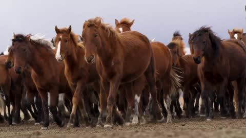 Wild horses