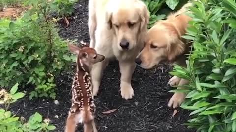 Adorable Labrador Dogs Caring For Newborn Fawn Videos