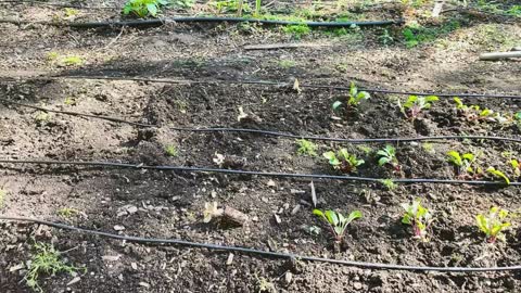 Today in the Garden - 4. Beds & Beets