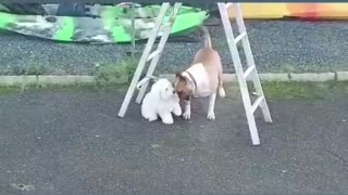 Dog fighting