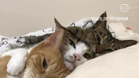 Cute cats