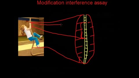 Modification interference assays