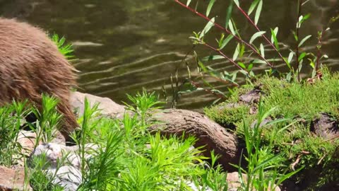 Amazon Wildlife In 4K - Animals That Call The Jungle Home