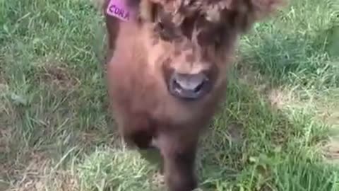 Highland cow runs for treats and it's too adorable!
