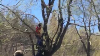 Boy climbs rotten tree fall