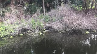 Florida alligators something himself on the bank