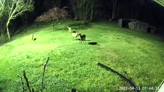 Deer at The front yard