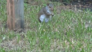 chipmunk playing in backyard