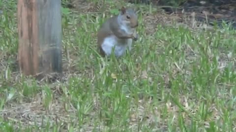 chipmunk playing in backyard