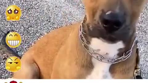 Funny Dog Video, Dog Training video #shorts #CuteDog