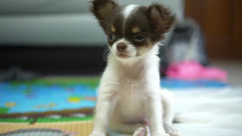 Little Chihuahua Looking At Camera.