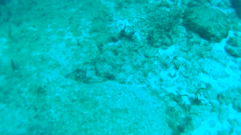 Cancun Mexico Carribean Scuba Diving Part 11