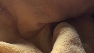 Blanket Cat Has Adorable Meows