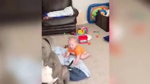 Dogs and children play together