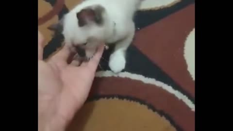 Funny & Cute cat playing