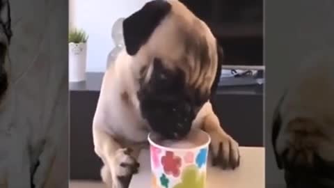 Cute and Funny Pug Dog Compilation Videos