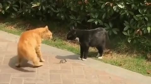 best dubbing cat chatting