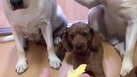 Don't bullshit 🤣 Funniest 🐶 Dogs - Awesome Funny Pet Animals Videos
