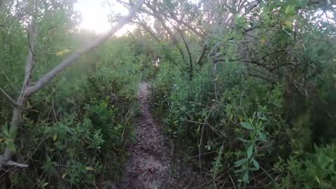 Chased by The Bull Alligator While Tarpon Fishing