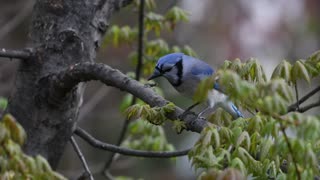 Song of the American Bluejay
