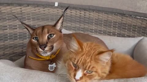 Pumba and Orange Cat friendsship