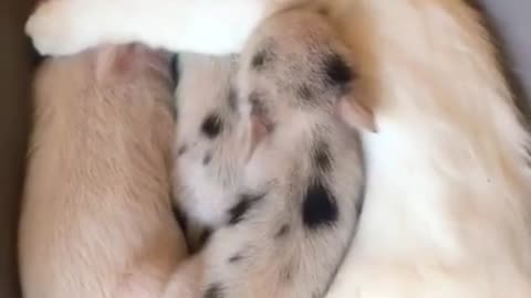 cat adopted piglets, very cute sight...