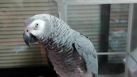 Parrot sneeze with me!