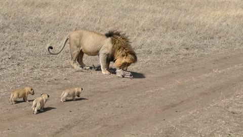 lion walking away from his cubs