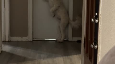 Dog Tries To Open Dad's Door