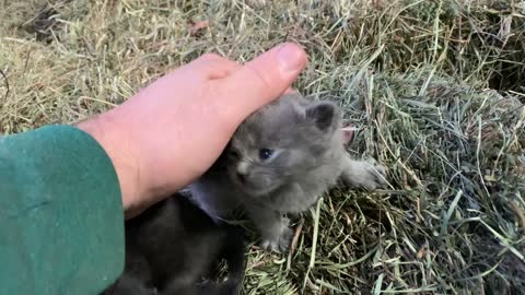 Kittens