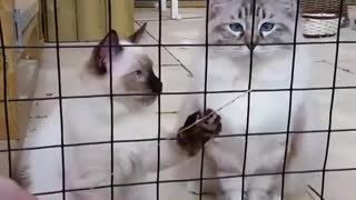 Playing with Cat outside the Cage