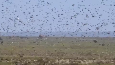 Largest locust swarm
