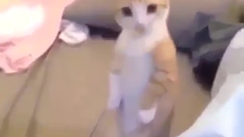 Cute cat best reaction videos|