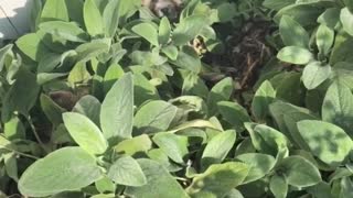 Dog hides in garden