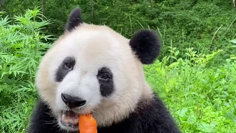 Beautiful panda feeding