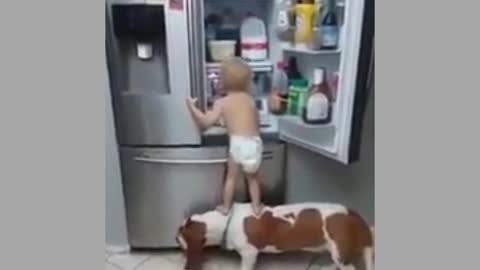 attack on ice cream maker , dog and baby , funny videos