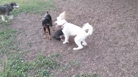Poodle Play with Abbey, Hugo & Pepper