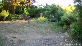 Fawn Freak-out