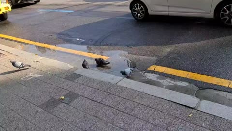 Pigeons bathing in the middle of the city