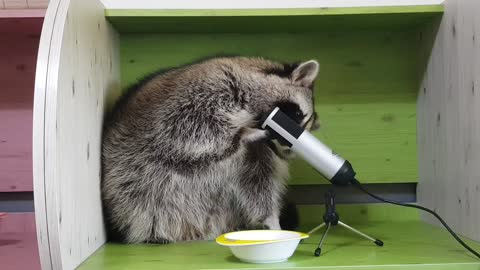 Raccoon is amazed by the recording microphone