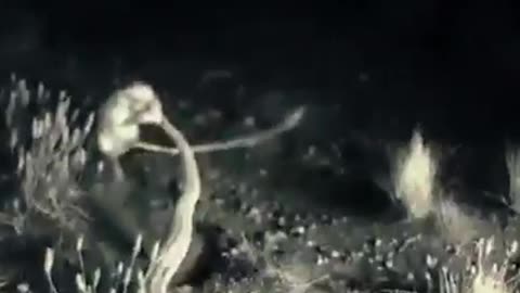 Cobra with Rat Fight on Night /Awesome fight scene