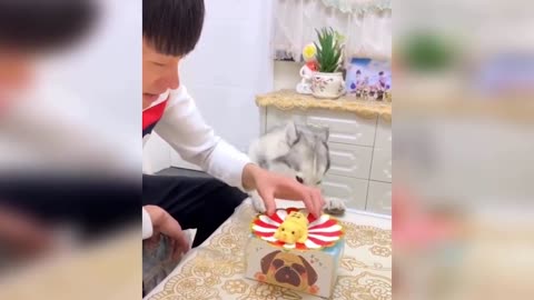 Funny Dog cake cutting reaction compilation