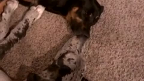 Puppy seeks affection from sleeping Doberman